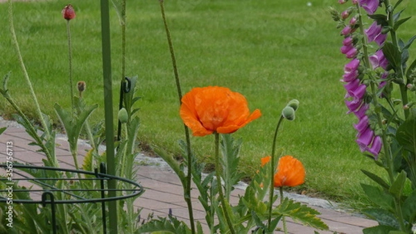 Obraz Mohnblume / poppy 