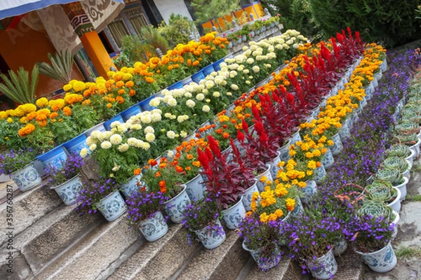 Fototapeta Norbulingka Summer palade of Dalai Lama in Lhasa, Tibet, flowers on steps different and colourful arranged