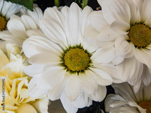 Fototapeta Close up of white chrysanthemum flower