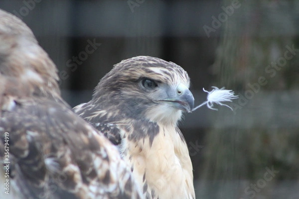 Obraz close up of an eagle