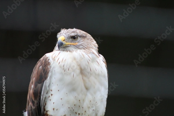 Obraz portrait of a eagle