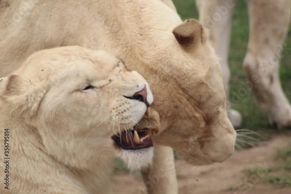 Fototapeta lion cub and lioness