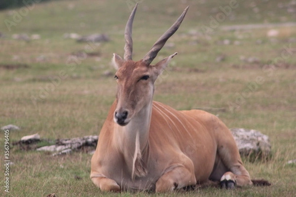 Obraz impala in the savannah