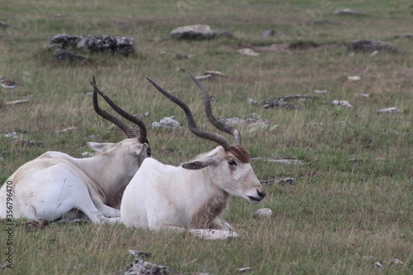 Obraz antelope in the savannah