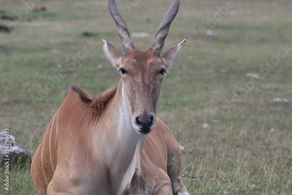Obraz impala antelope in kruger national park