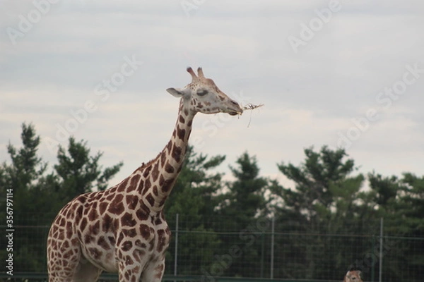 Obraz giraffe in the zoo