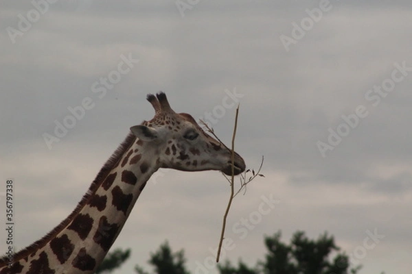 Obraz giraffe in the zoo