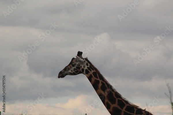 Obraz giraffe in the wild