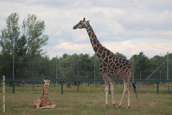 Obraz giraffe in the savannah
