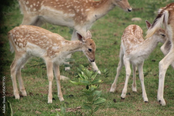 Fototapeta white tailed deer