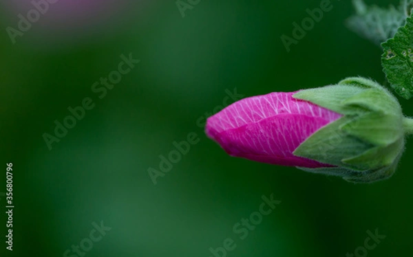 Obraz タチアオイ