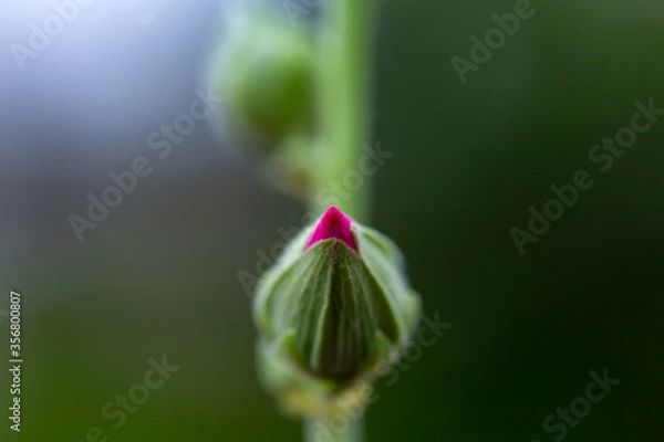 Obraz タチアオイ