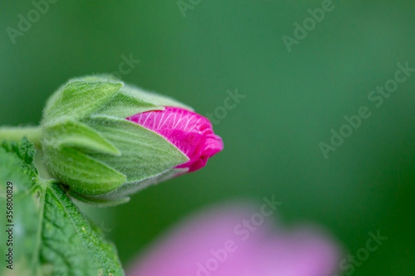 Obraz タチアオイ