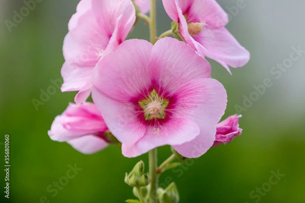 Obraz タチアオイ