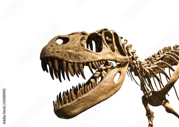 Obraz Szkielet tyranozaura Rex