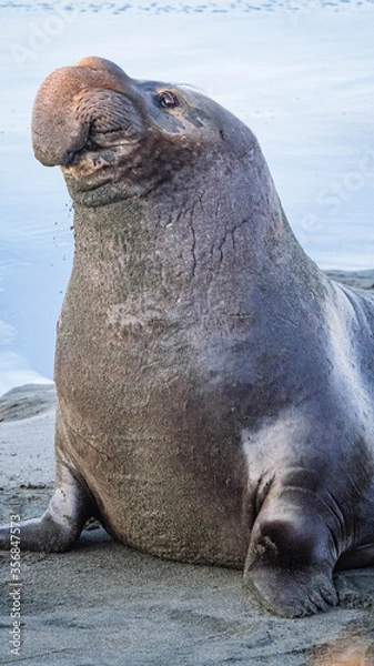 Obraz Elephant Seals