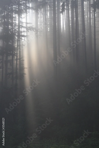 Obraz fog in forest