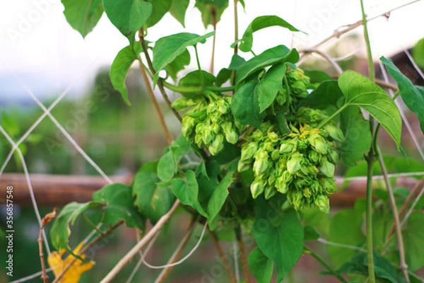 Obraz Cowslip creeper on the tree