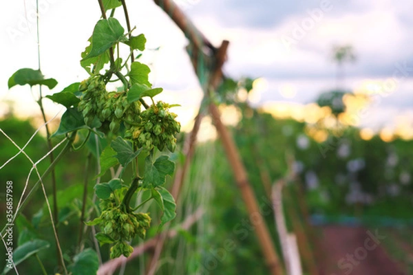 Obraz Cowslip creeper on the tree