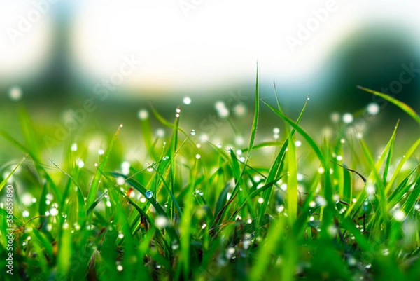 Obraz dew on green grass background