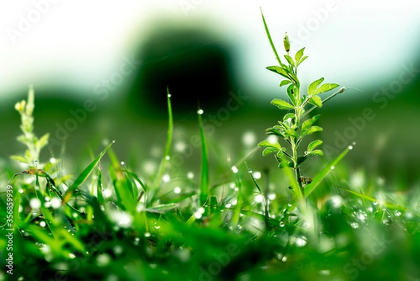 Obraz dew on green grass background