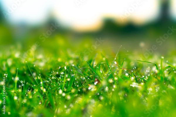 Obraz dew on green grass background