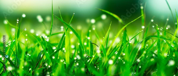 Obraz dew on green grass background