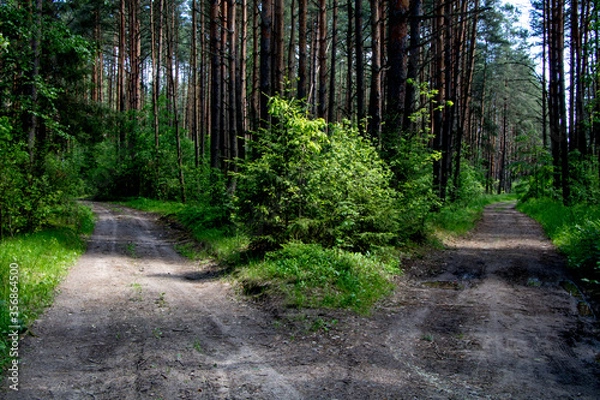 Fototapeta Roads diverge in the forest (photo of fork in forest path). A path through a natural forest of pine trees lit by sunlight through foliage. Photo illustrate making a choice or hard decision. 