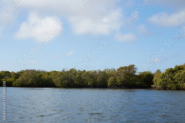 Fototapeta river in the forest