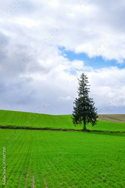 Obraz 北海道の丘と木