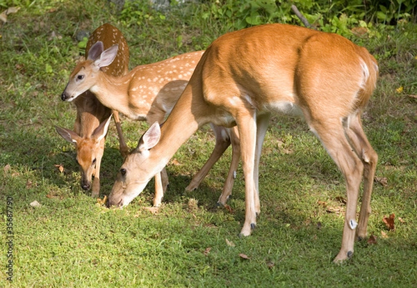 Fototapeta Hungry trio