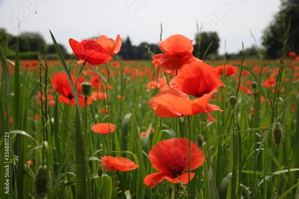 Fototapeta papaveri
