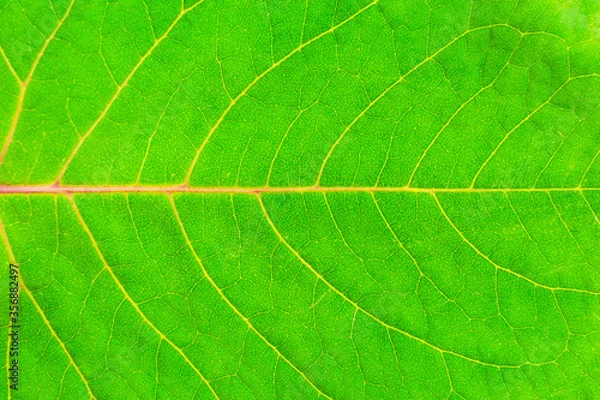 Fototapeta Closeup bright green leaf texture. lateral position.