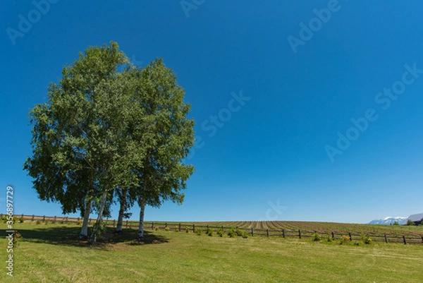 Obraz 北海道・美瑛の北西の丘展望公園