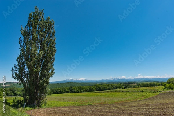 Obraz 北海道・美瑛のケンとメリーの木