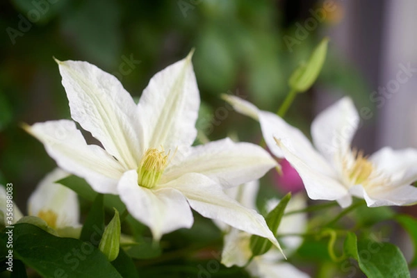 Obraz クレマチス　ロコーコラ