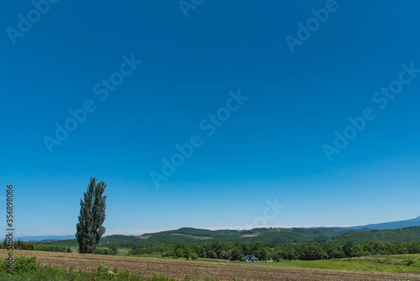Obraz 北海道・美瑛のケンとメリーの木