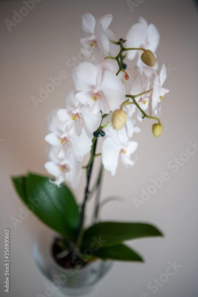 Obraz Orchids flowers close up on bokeh background.