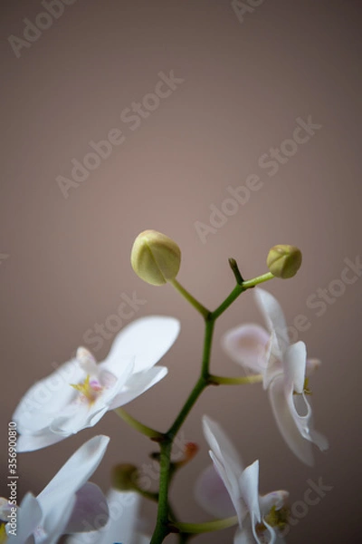 Fototapeta Orchids flowers close up on bokeh background.
