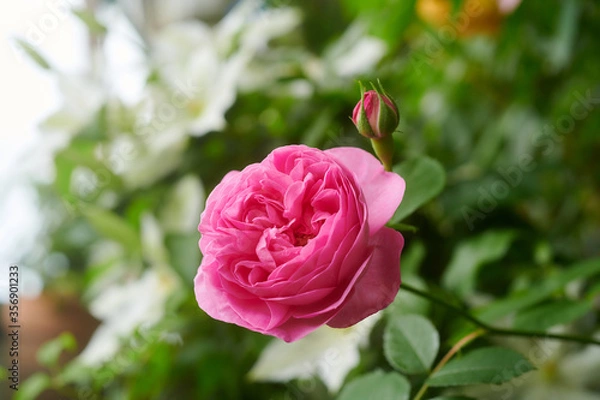 Fototapeta 薔薇　ルイーズ・オディエ