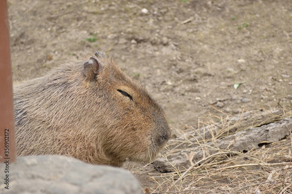 Obraz 旭山動物園　カピバラ
