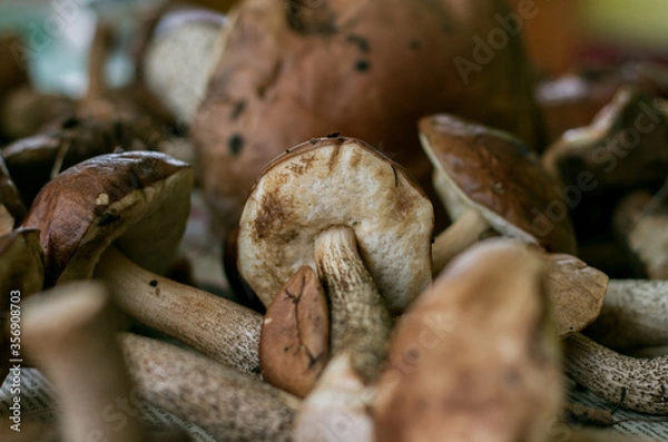 Fototapeta Background from a large number of mushrooms, and a view of the lower caps of the mushroom, boletus