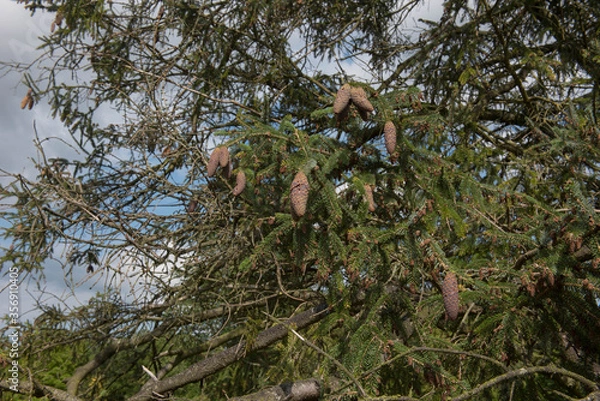 Fototapeta Green Foliage and Brown Cones of an Evergreen Coniferous Lijiang Spruce Tree (Picea likiangensis) Growing in a Garden in Rural Cheshire, England, UK