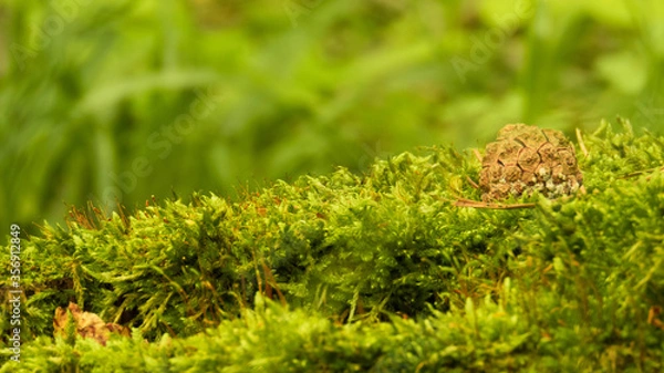 Obraz Szyska na mchu