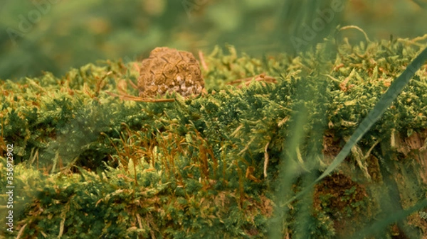 Obraz Szyszka spoczywa na mchu
