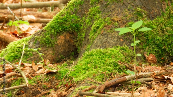 Obraz Korzenie drzewa i mech 