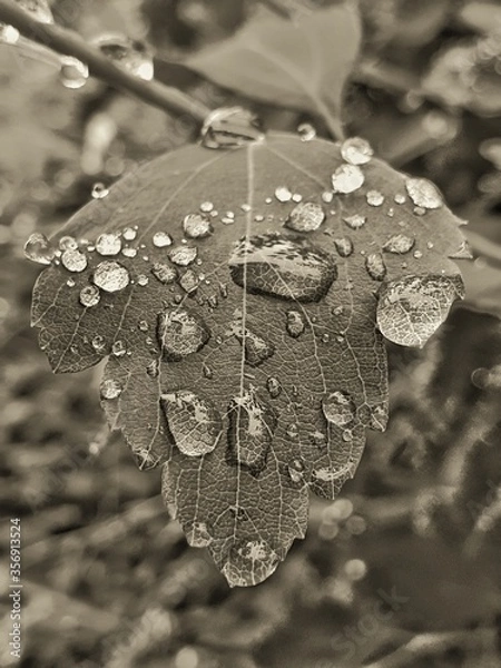 Obraz rain drops on a leaf