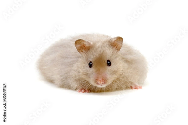 Obraz Hamster isolated on white background