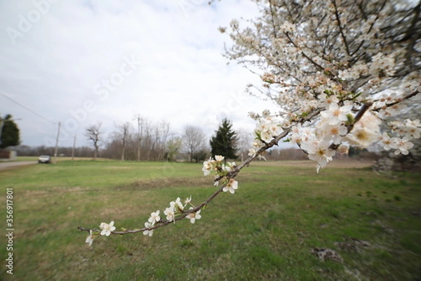 Fototapeta primavera