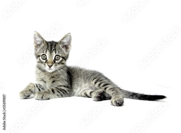 Fototapeta Cute tabby kitten on white background
